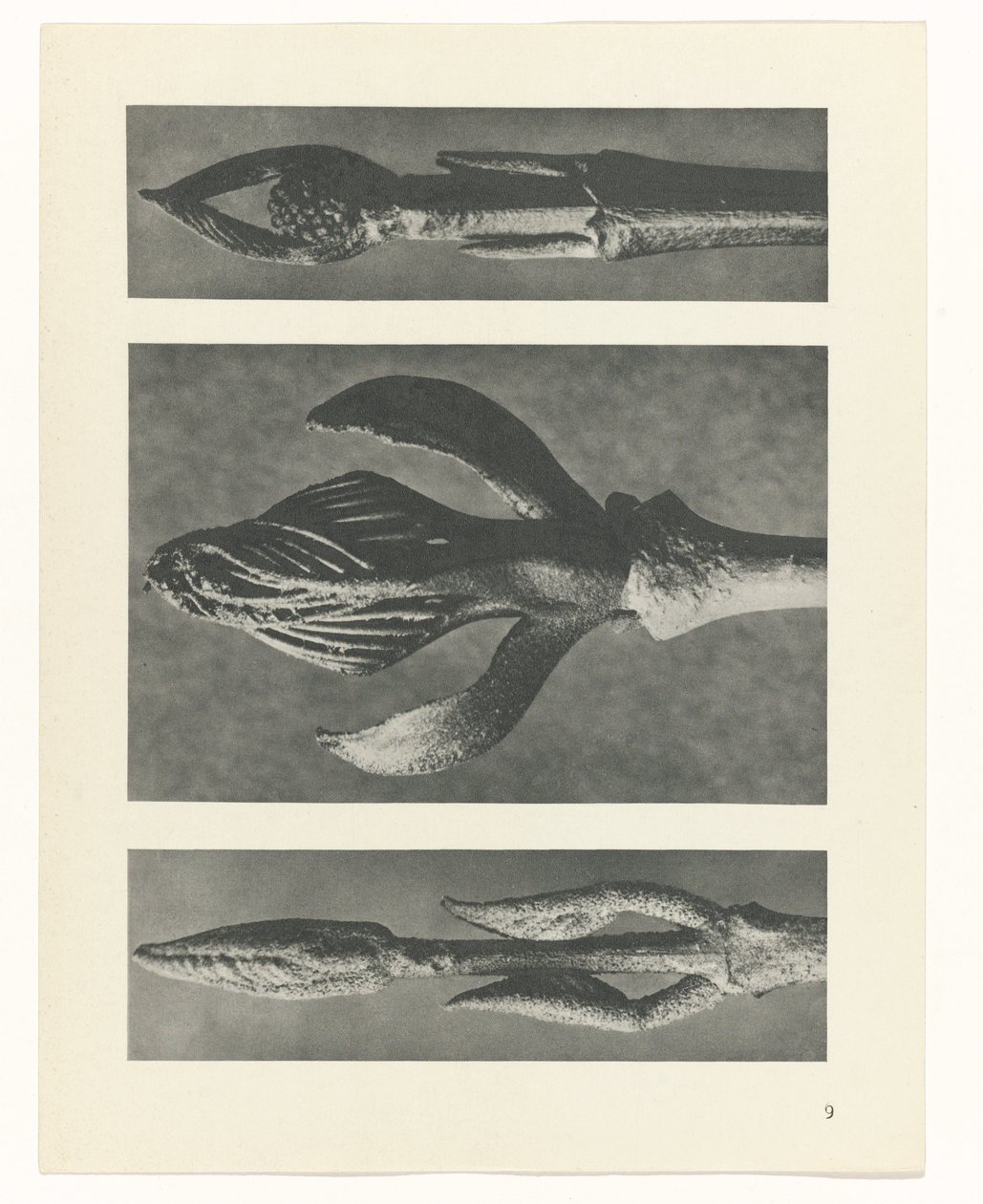 suunnittele tutkimusta Taiteen arkkityypit (sarjan nimi) tekijältä Karl Blossfeldt