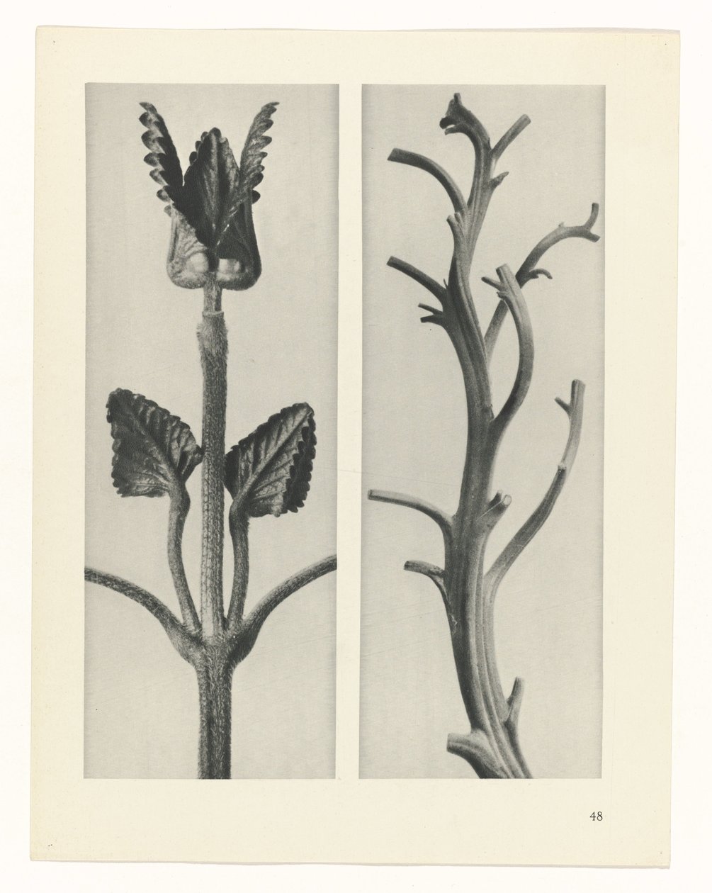 suunnittele tutkimusta Taiteen arkkityypit (sarjan nimi) tekijältä Karl Blossfeldt