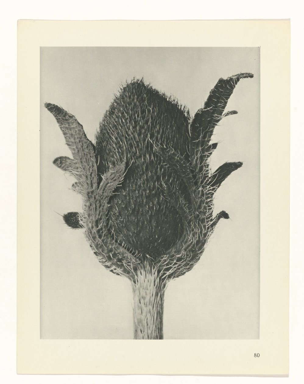 suunnittele tutkimusta Taiteen arkkityypit (sarjan nimi) tekijältä Karl Blossfeldt