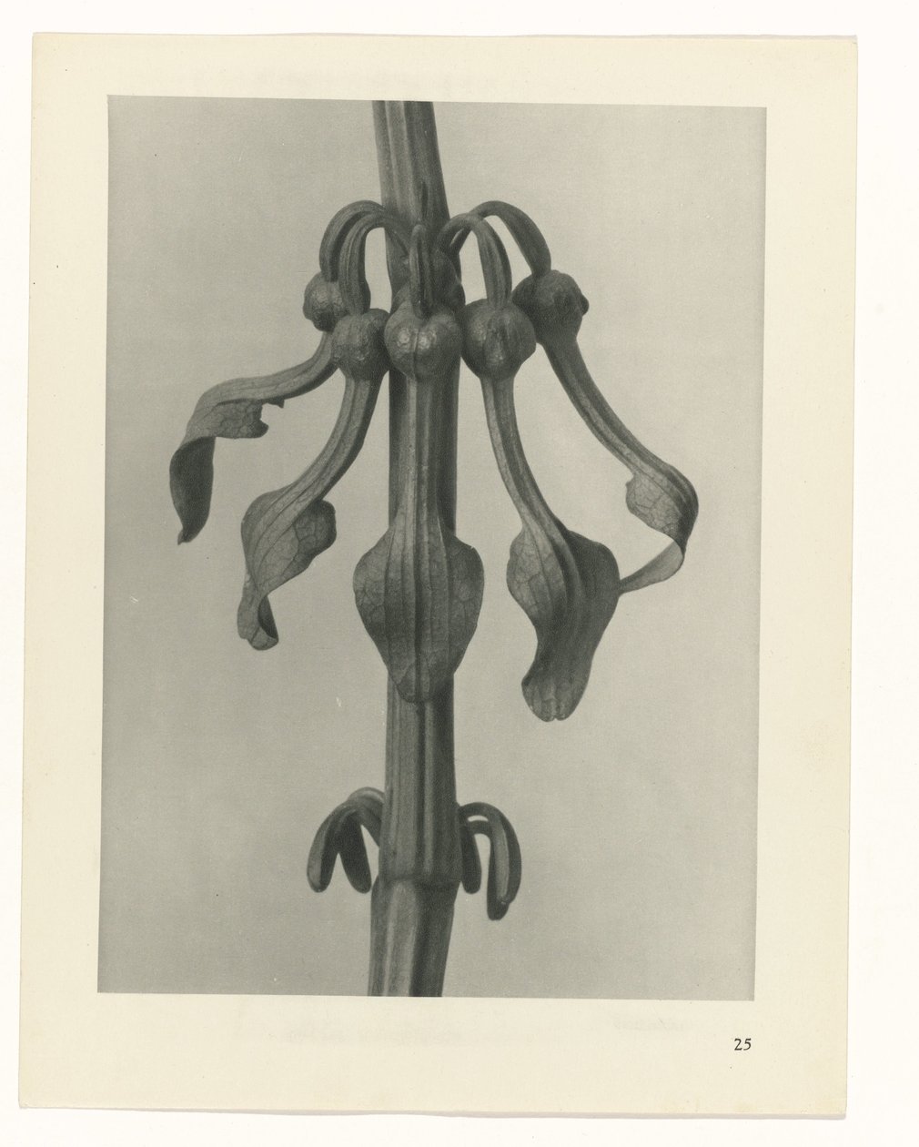 suunnittele tutkimusta Taiteen arkkityypit (sarjan nimi) tekijältä Karl Blossfeldt