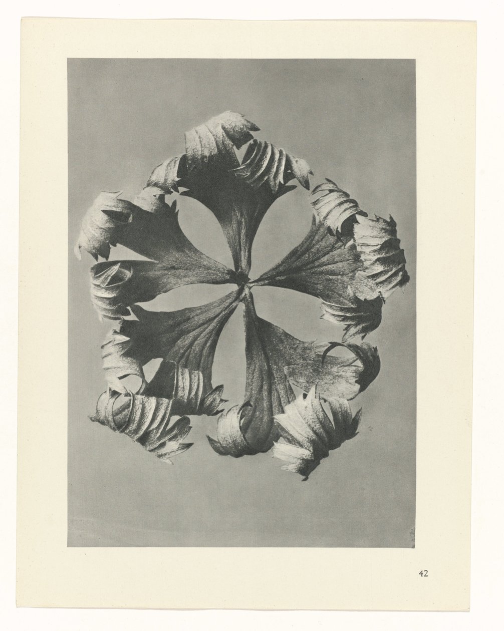 suunnittele tutkimusta Taiteen arkkityypit (sarjan nimi) tekijältä Karl Blossfeldt