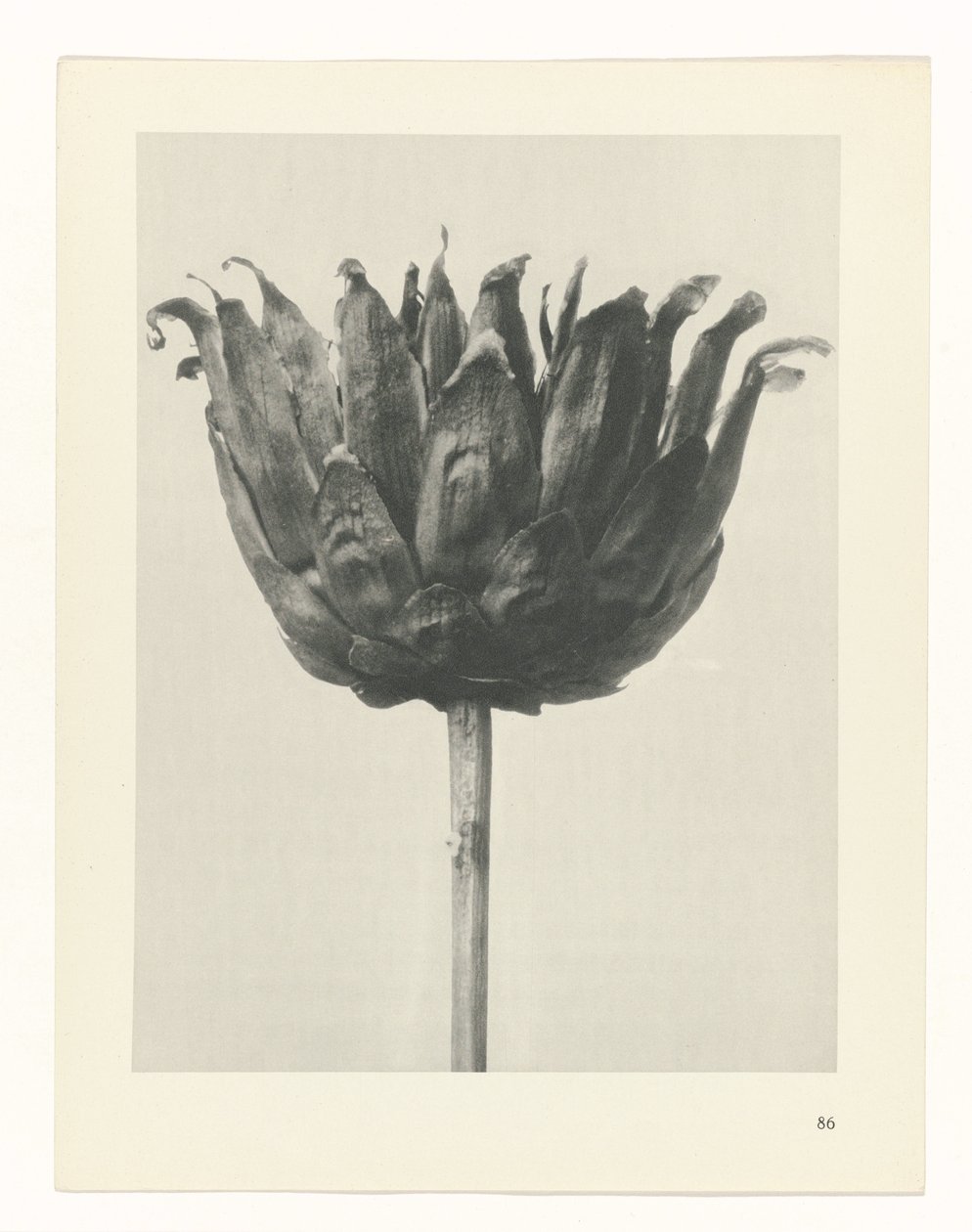 suunnittele tutkimusta Taiteen arkkityypit (sarjan nimi) tekijältä Karl Blossfeldt