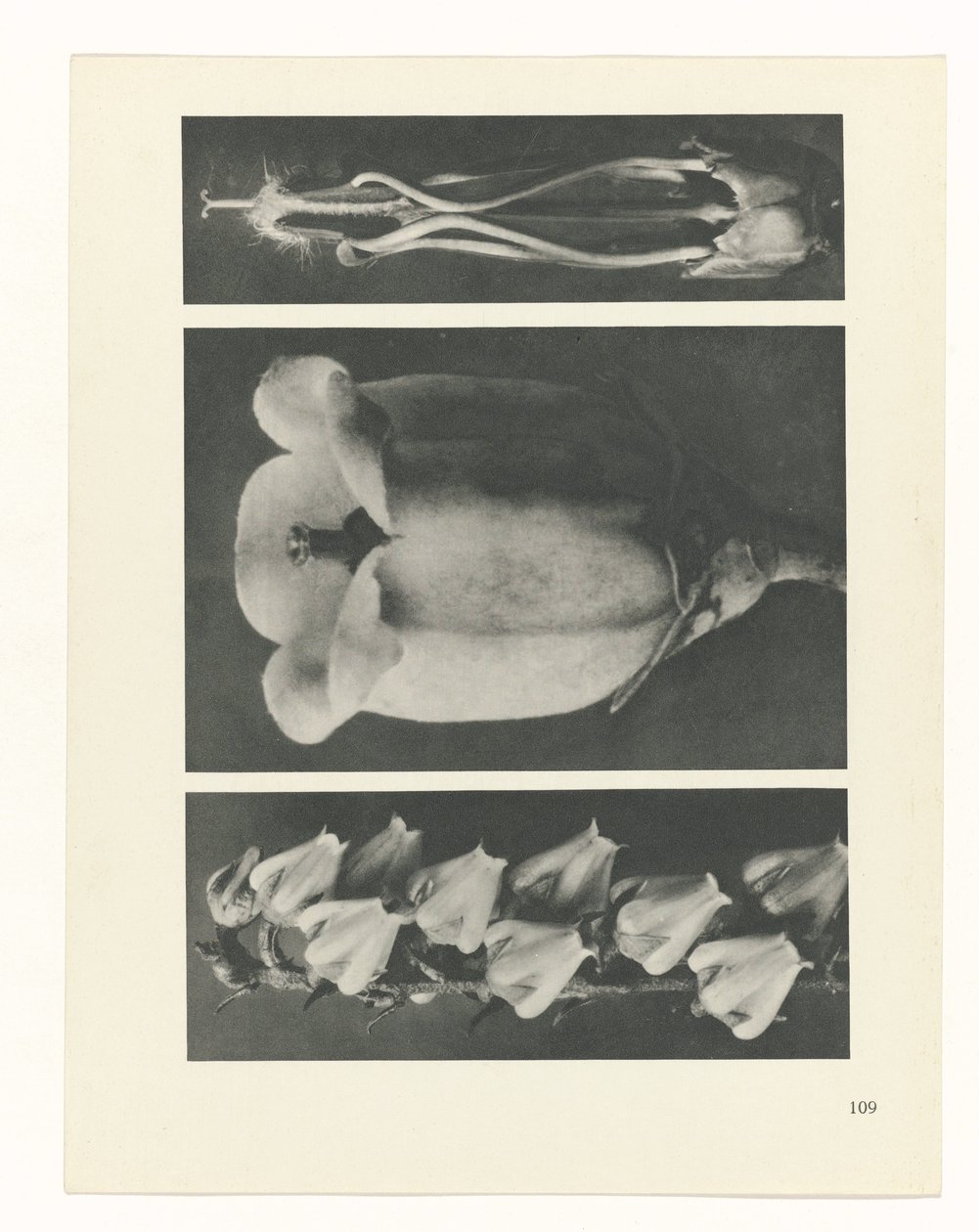 suunnittele tutkimusta Taiteen arkkityypit (sarjan nimi) tekijältä Karl Blossfeldt