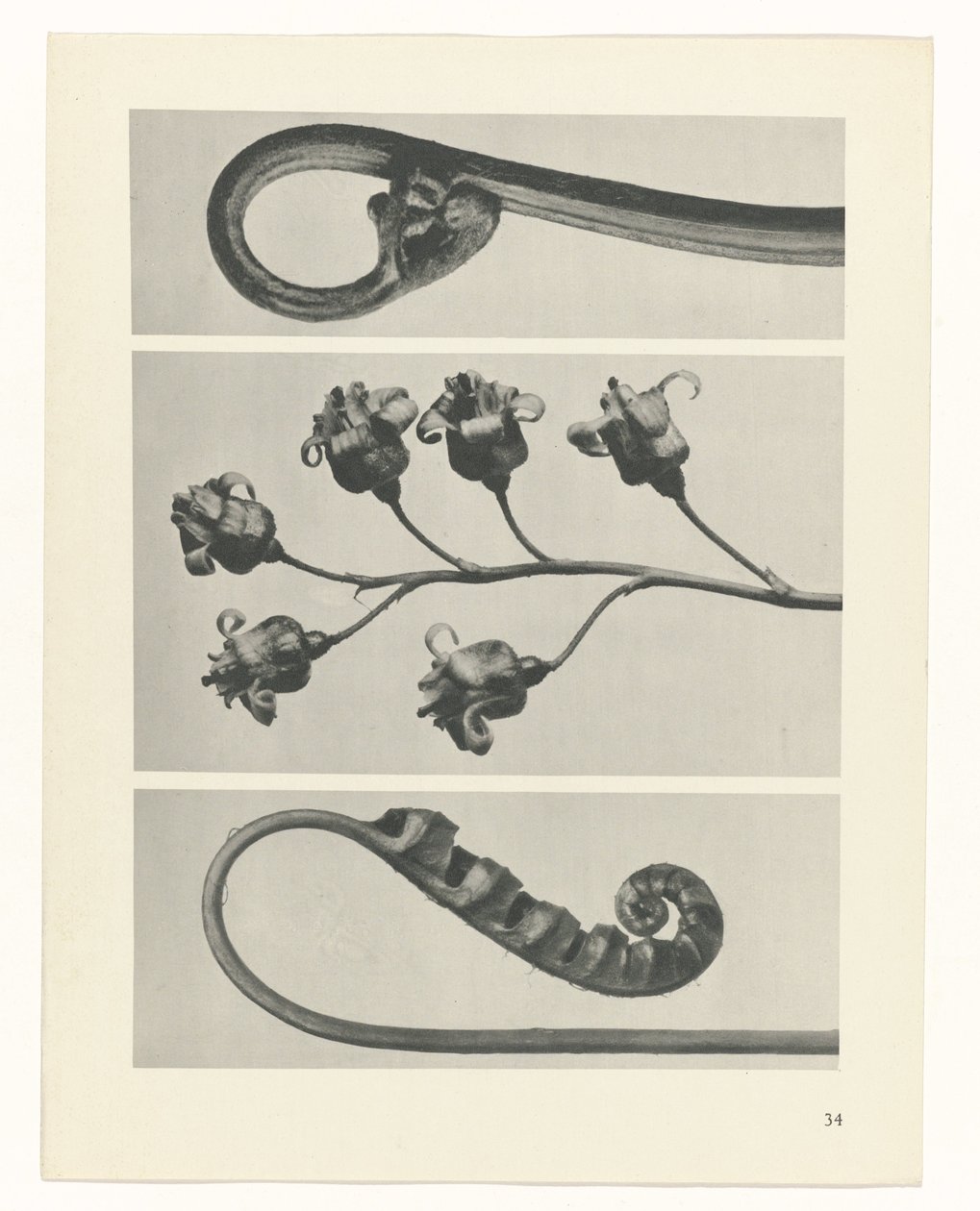 suunnittele tutkimusta Taiteen arkkityypit (sarjan nimi) tekijältä Karl Blossfeldt
