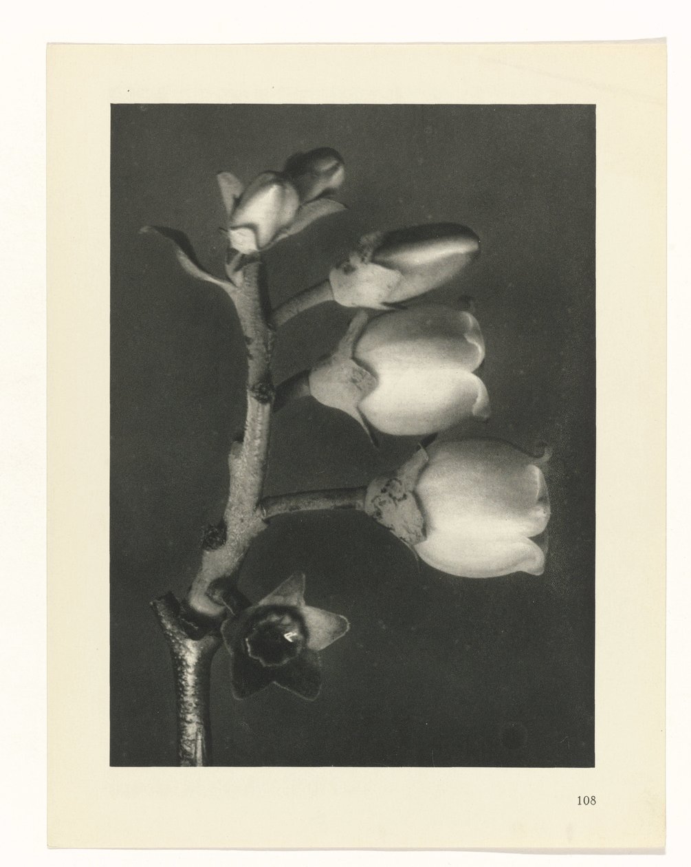 suunnittele tutkimusta Taiteen arkkityypit (sarjan nimi) tekijältä Karl Blossfeldt