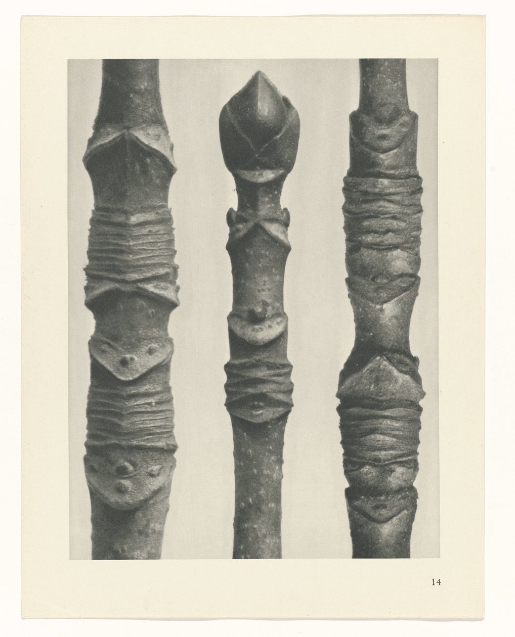 suunnittele tutkimusta Taiteen arkkityypit (sarjan nimi) tekijältä Karl Blossfeldt