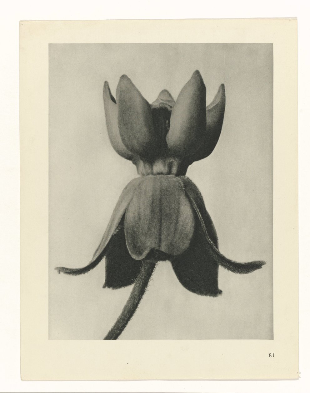 suunnittele tutkimusta Taiteen arkkityypit (sarjan nimi) tekijältä Karl Blossfeldt