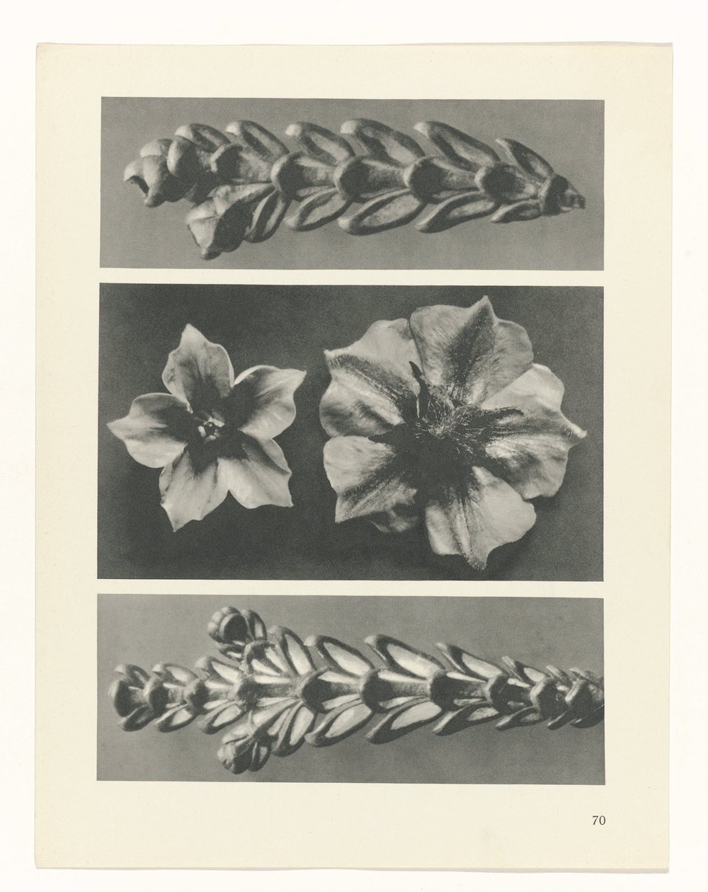 suunnittele tutkimusta Taiteen arkkityypit (sarjan nimi) tekijältä Karl Blossfeldt