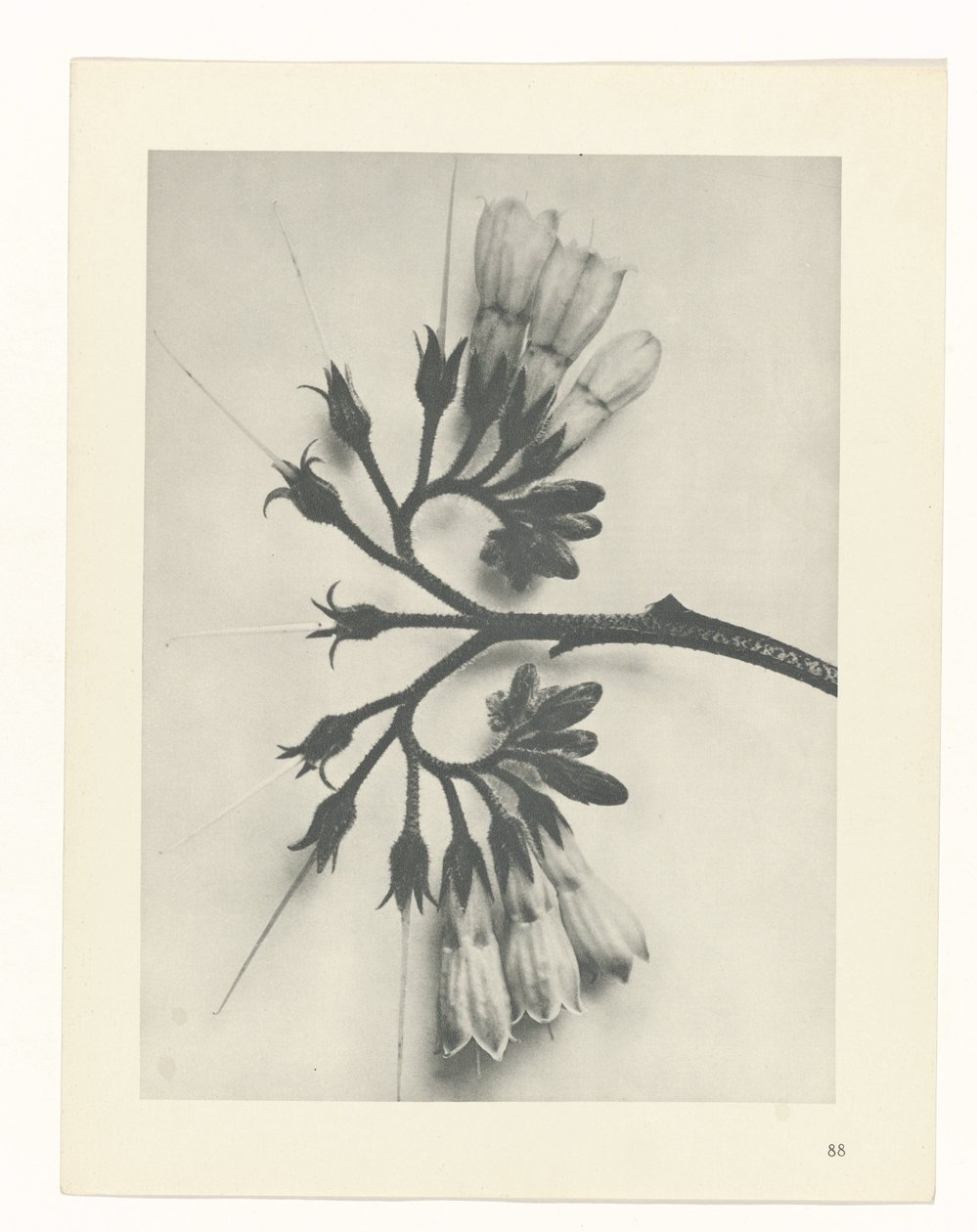 suunnittele tutkimusta Taiteen arkkityypit (sarjan nimi) tekijältä Karl Blossfeldt