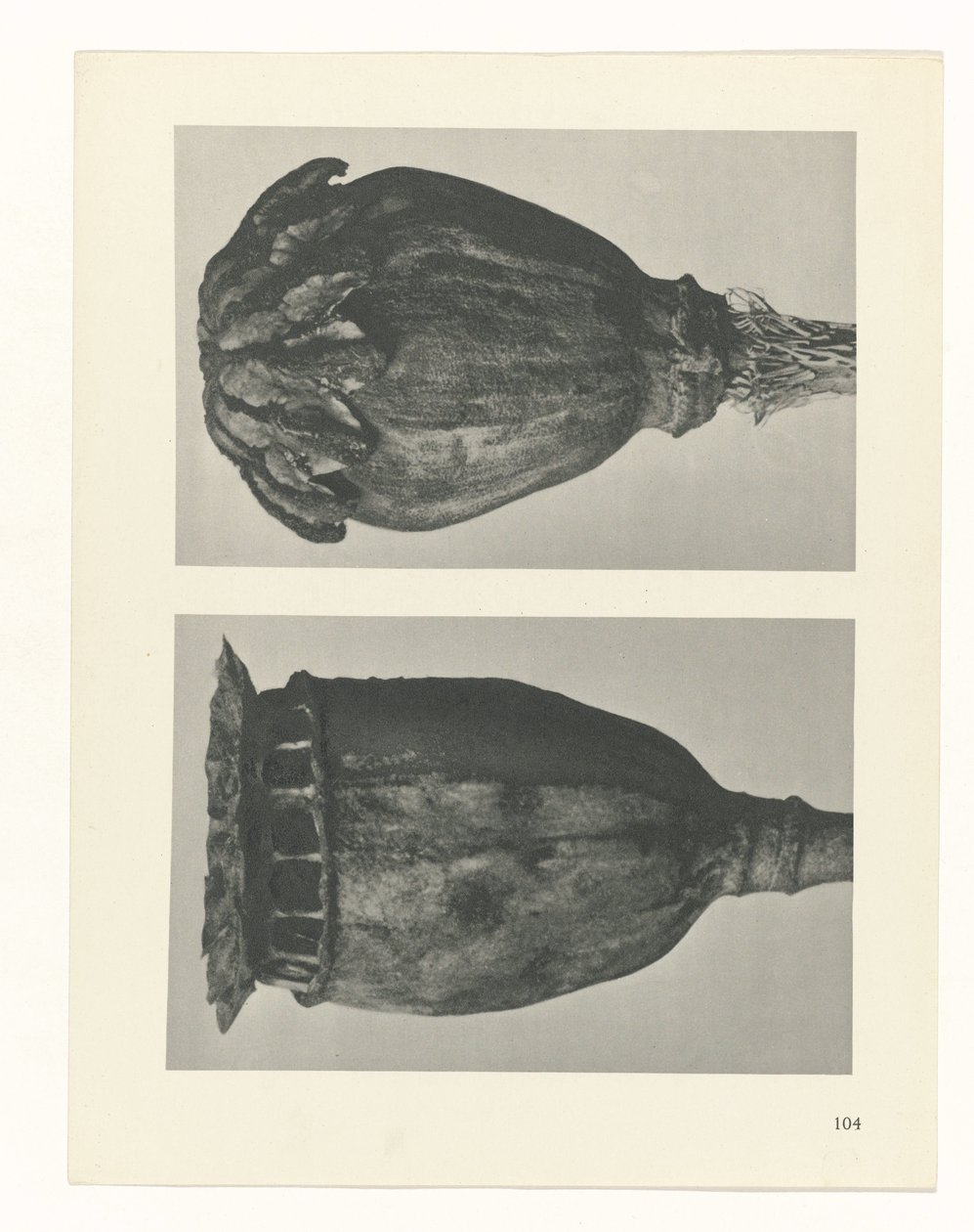 suunnittele tutkimusta Taiteen arkkityypit (sarjan nimi) tekijältä Karl Blossfeldt
