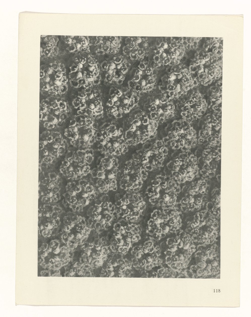suunnittele tutkimusta Taiteen arkkityypit (sarjan nimi) tekijältä Karl Blossfeldt