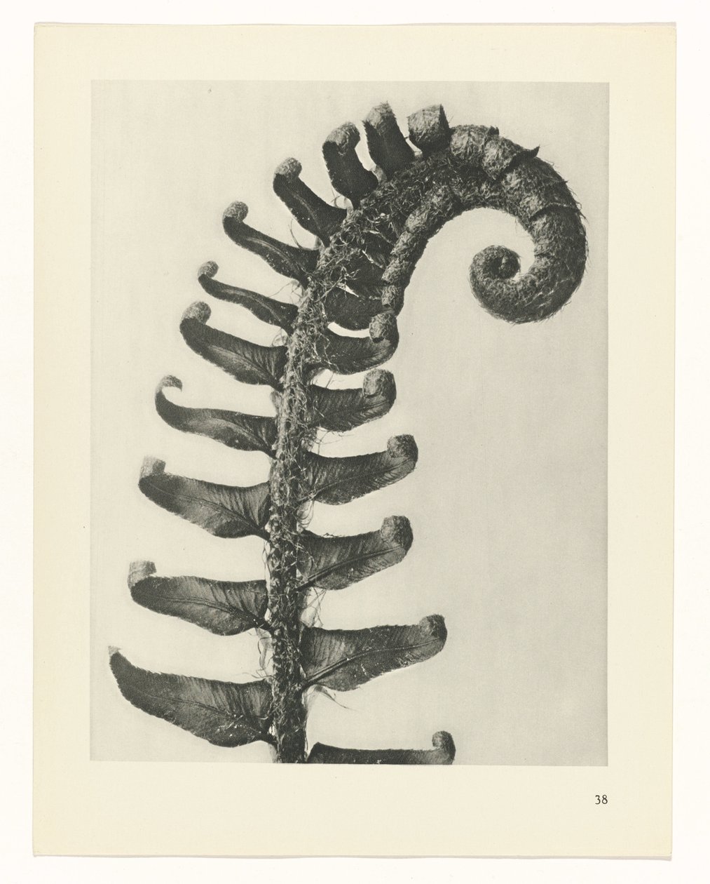suunnittele tutkimusta Taiteen arkkityypit (sarjan nimi) tekijältä Karl Blossfeldt