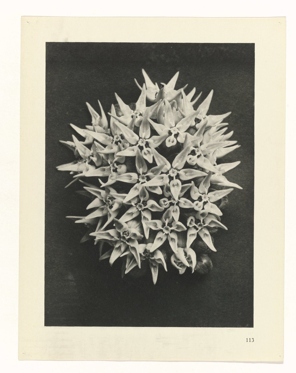 suunnittele tutkimusta Taiteen arkkityypit (sarjan nimi) tekijältä Karl Blossfeldt