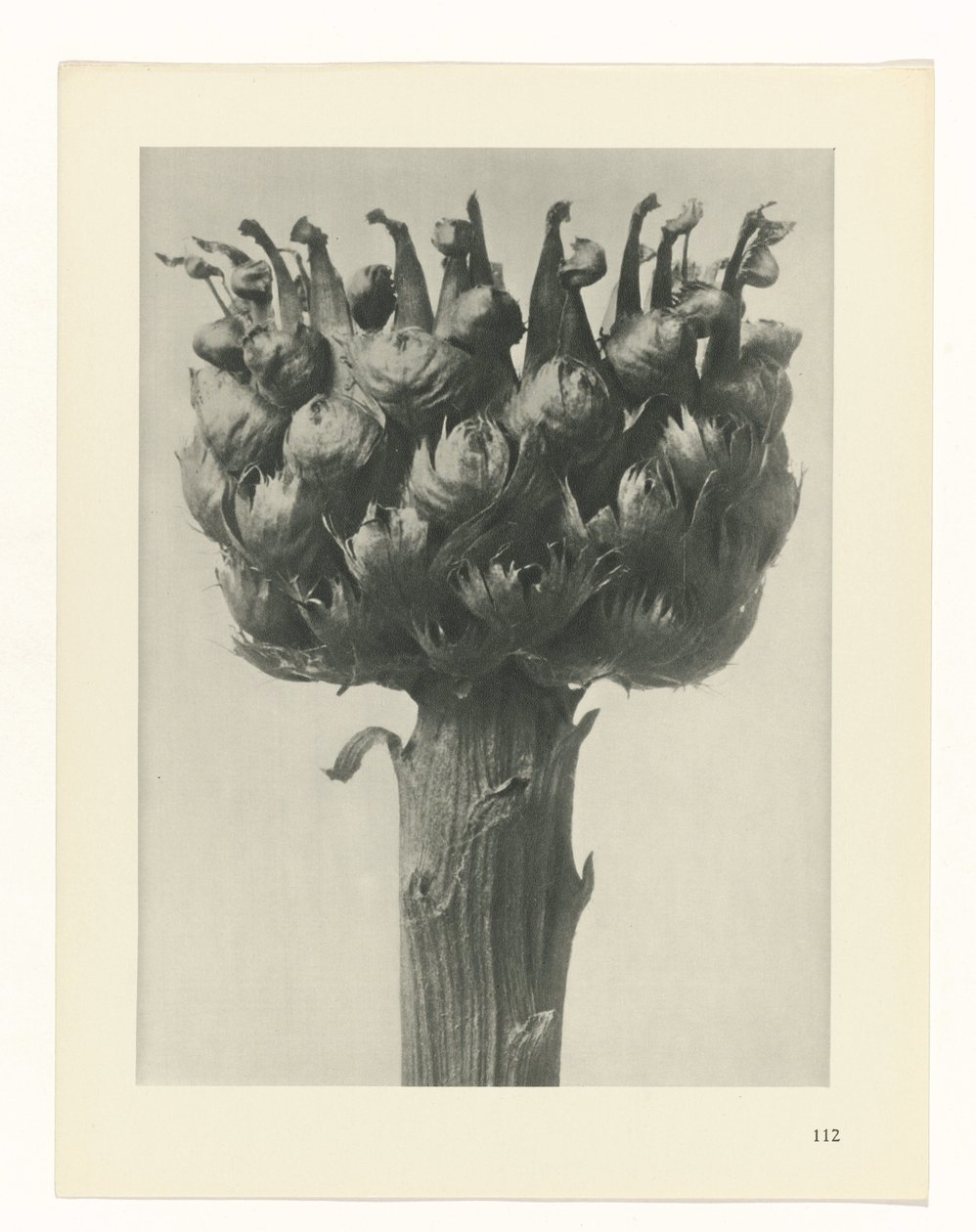 suunnittele tutkimusta Taiteen arkkityypit (sarjan nimi) tekijältä Karl Blossfeldt