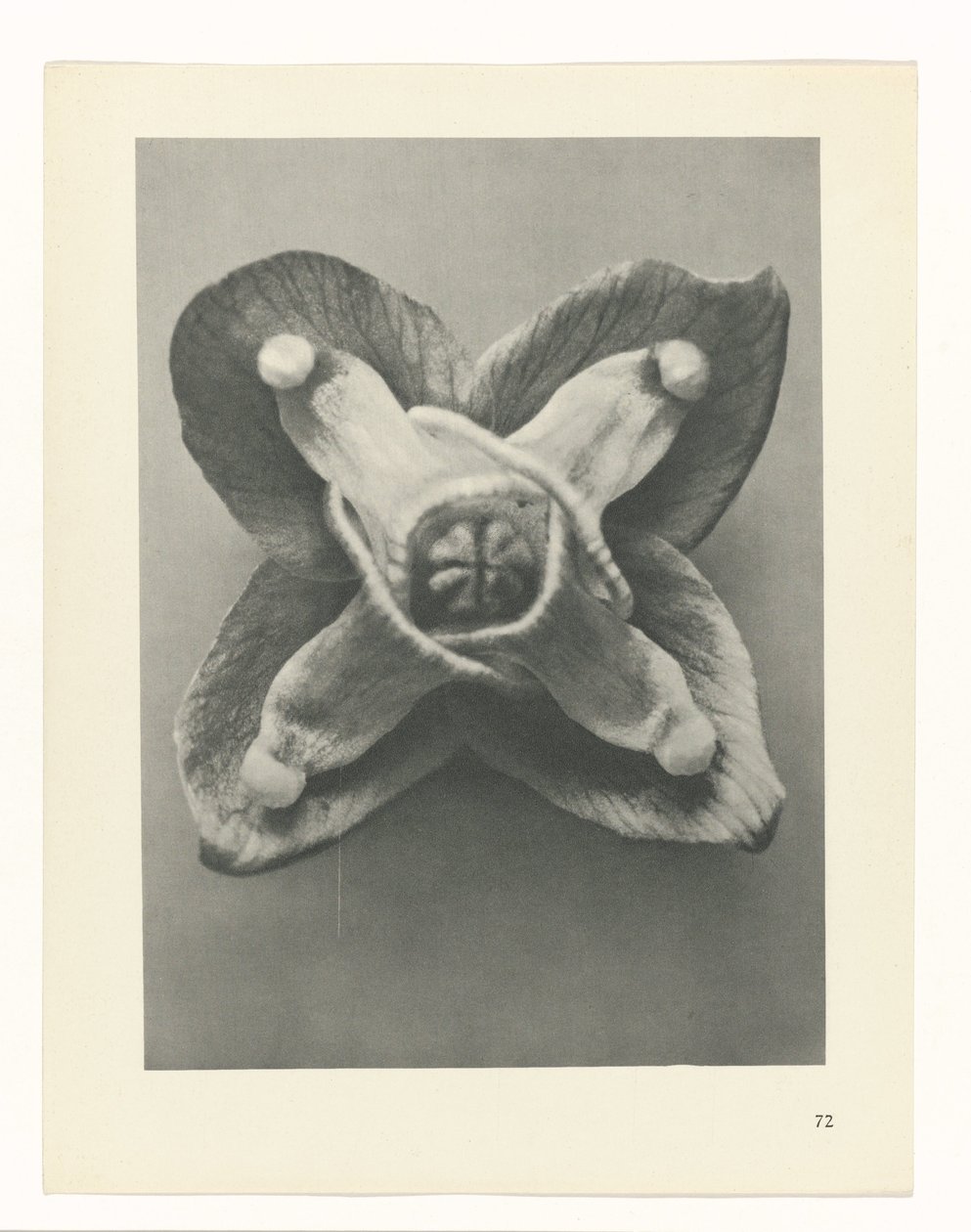 suunnittele tutkimusta Taiteen arkkityypit (sarjan nimi) tekijältä Karl Blossfeldt