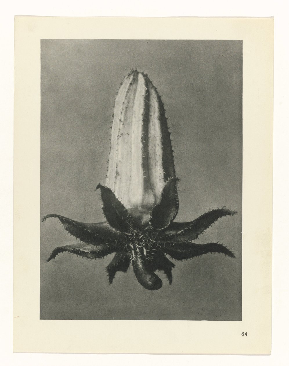 suunnittele tutkimusta Taiteen arkkityypit (sarjan nimi) tekijältä Karl Blossfeldt