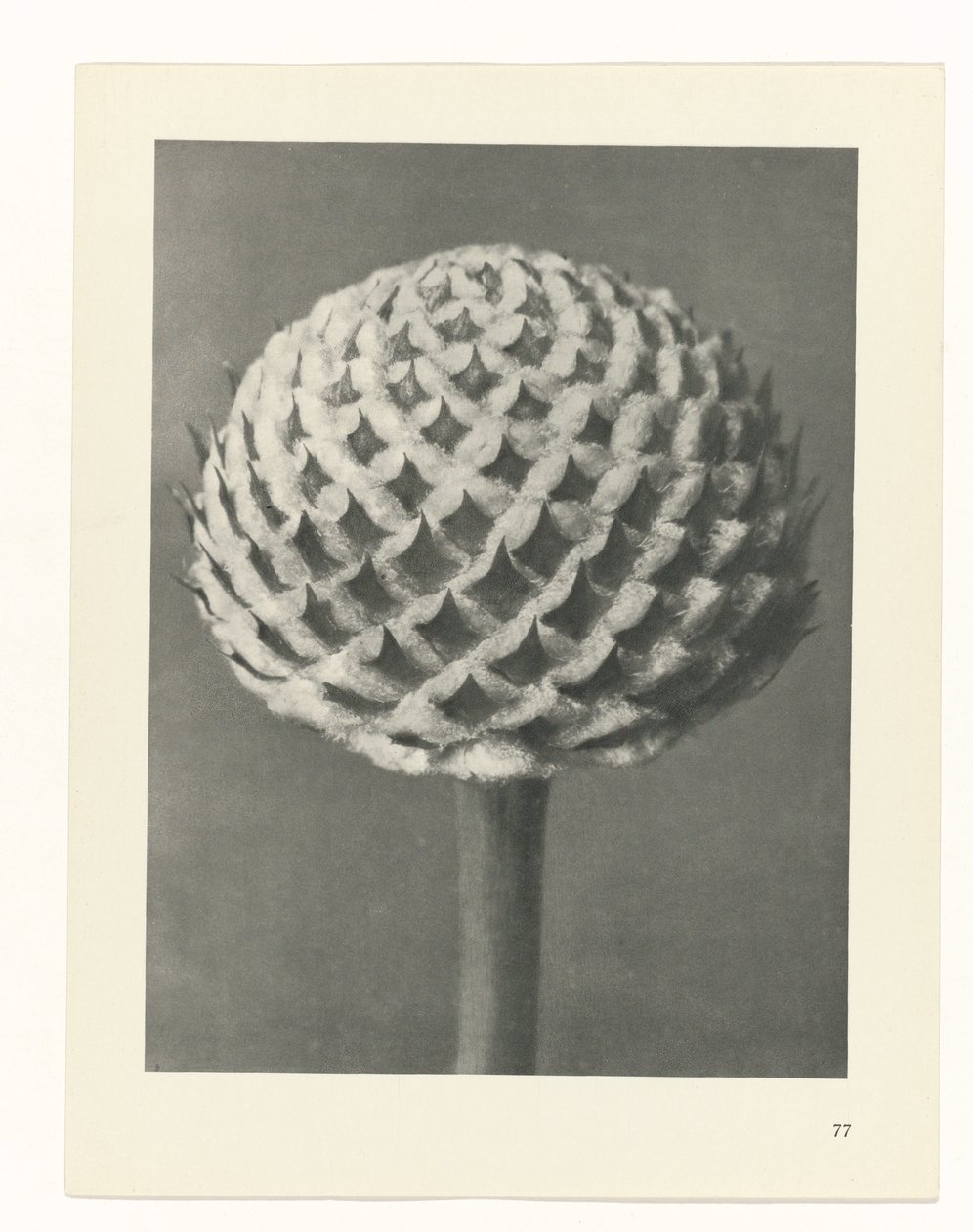 suunnittele tutkimusta Taiteen arkkityypit (sarjan nimi) tekijältä Karl Blossfeldt