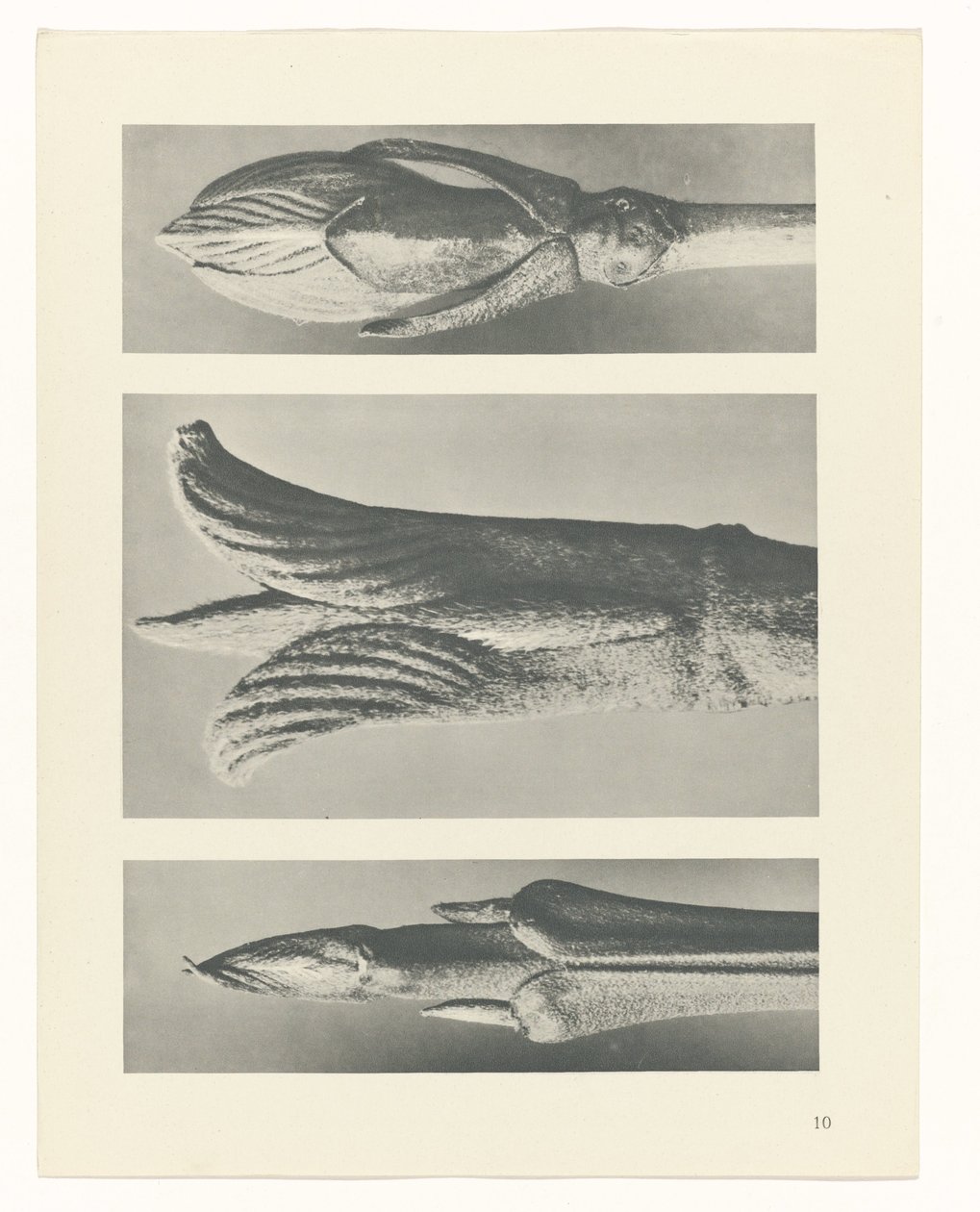 suunnittele tutkimusta Taiteen arkkityypit (sarjan nimi) tekijältä Karl Blossfeldt