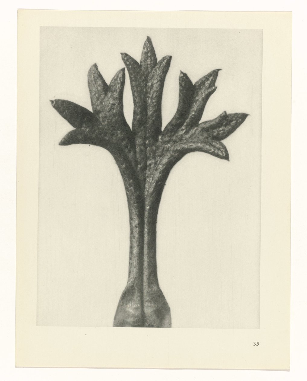 suunnittele tutkimusta Taiteen arkkityypit (sarjan nimi) tekijältä Karl Blossfeldt