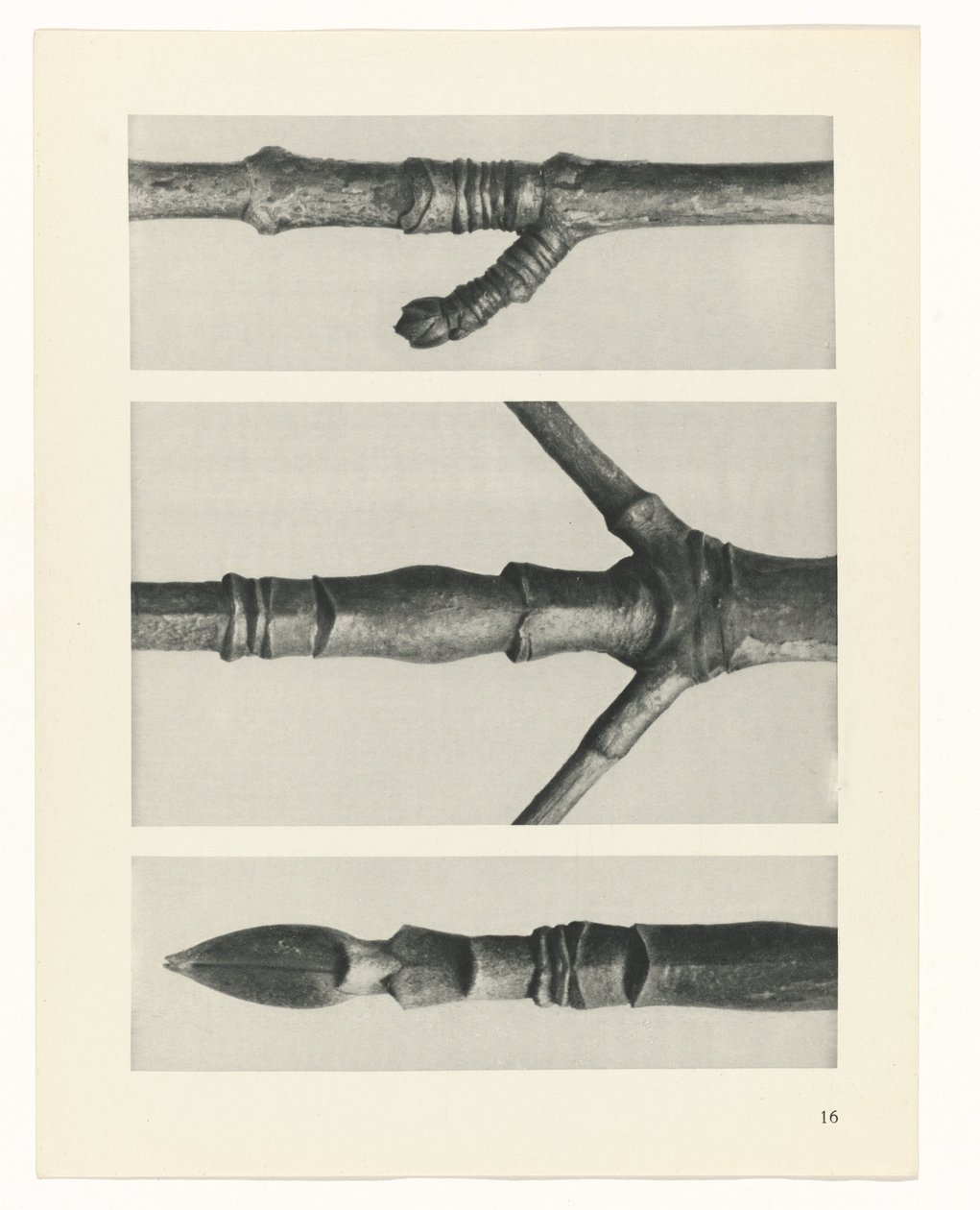 suunnittele tutkimusta Taiteen arkkityypit (sarjan nimi) tekijältä Karl Blossfeldt