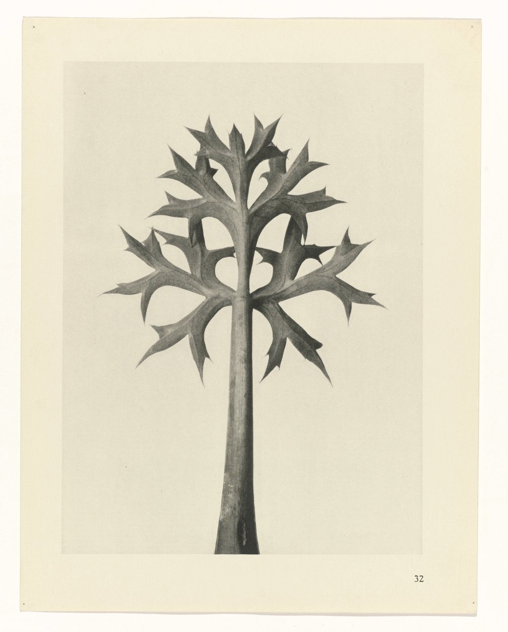 suunnittele tutkimusta Taiteen arkkityypit (sarjan nimi) tekijältä Karl Blossfeldt