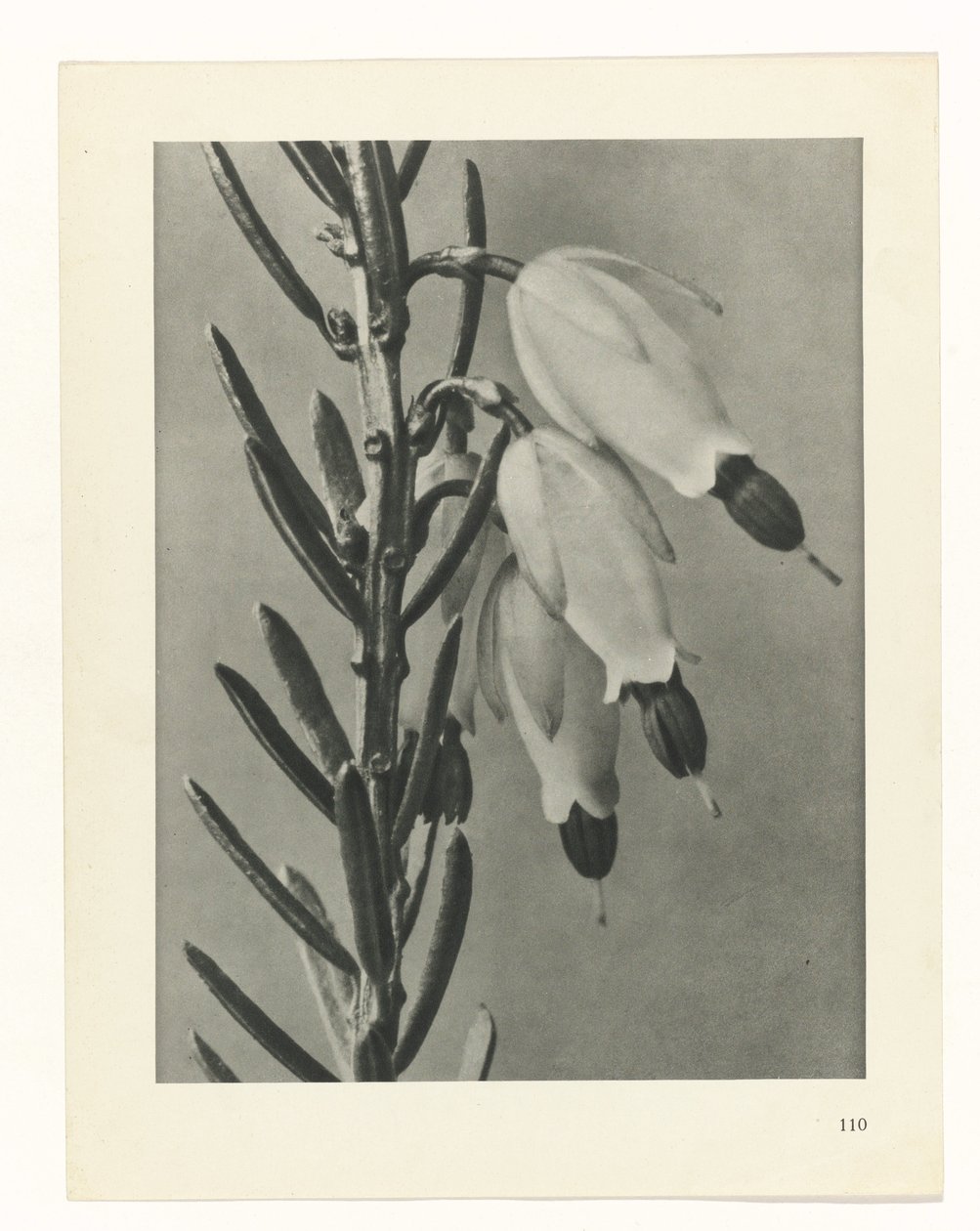 suunnittele tutkimusta Taiteen arkkityypit (sarjan nimi) tekijältä Karl Blossfeldt