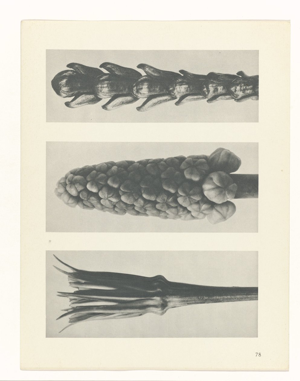 suunnittele tutkimusta Taiteen arkkityypit (sarjan nimi) tekijältä Karl Blossfeldt