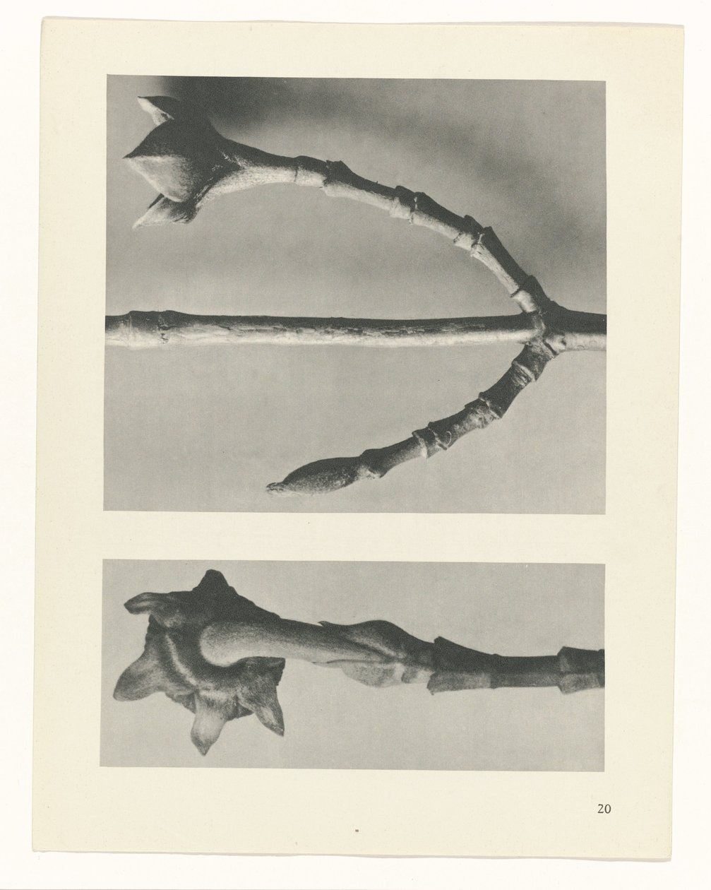 suunnittele tutkimusta Taiteen arkkityypit (sarjan nimi) tekijältä Karl Blossfeldt