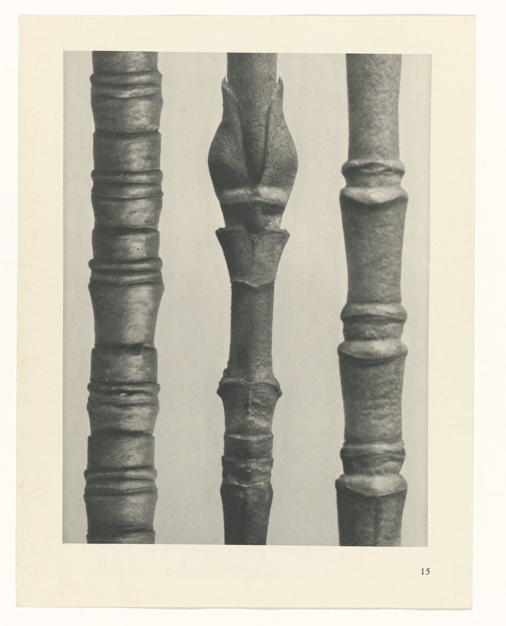 suunnittele tutkimusta Taiteen arkkityypit (sarjan nimi) tekijältä Karl Blossfeldt