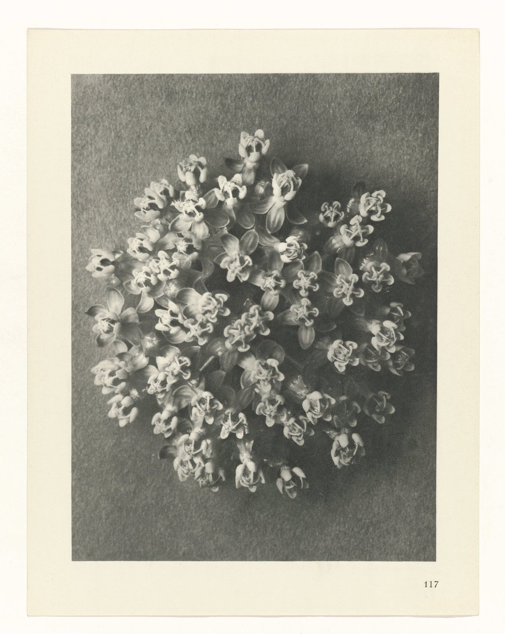 suunnittele tutkimusta Taiteen arkkityypit (sarjan nimi) tekijältä Karl Blossfeldt