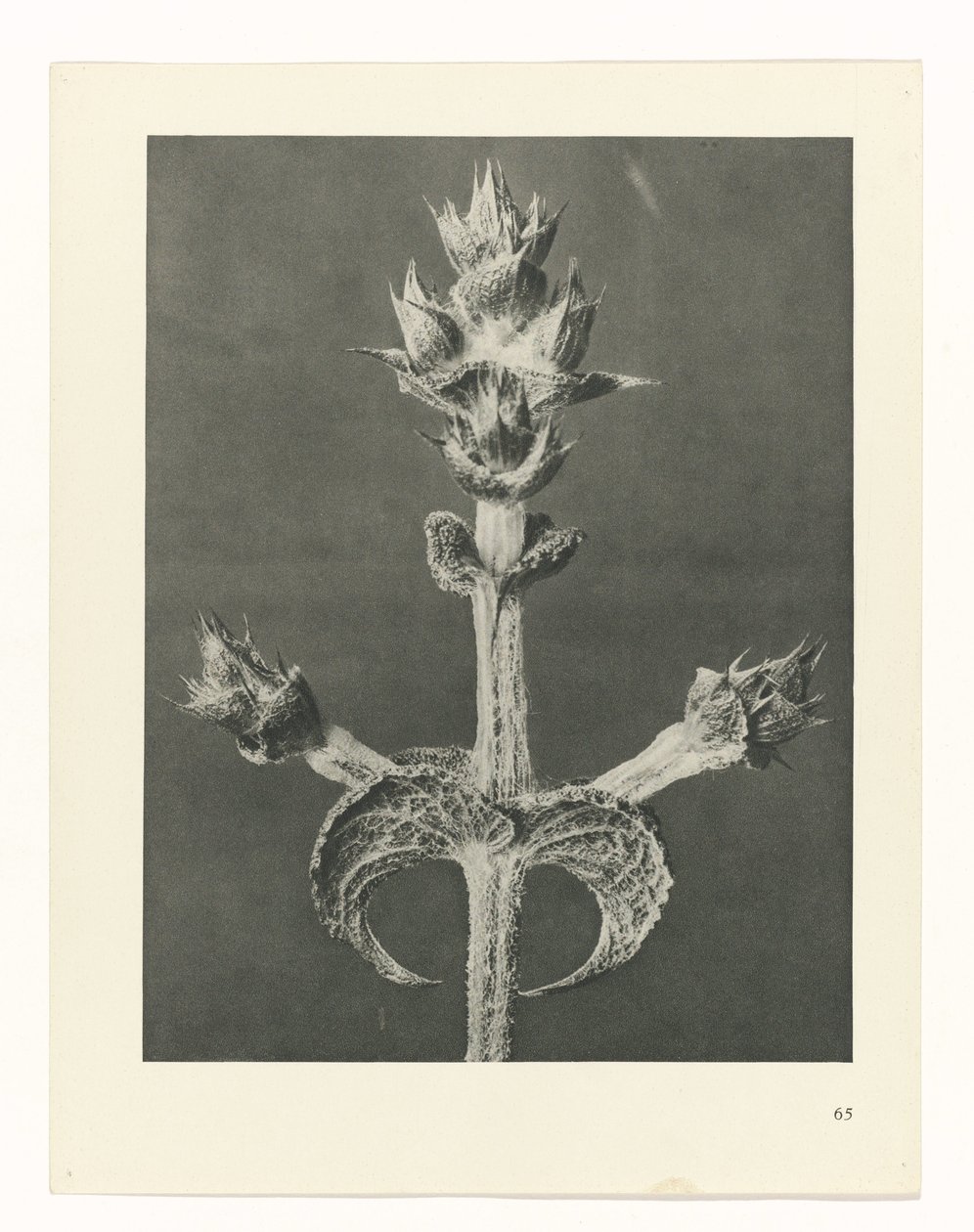 asuunnittele tutkimusta Taiteen arkkityypit (sarjan nimi) tekijältä Karl Blossfeldt