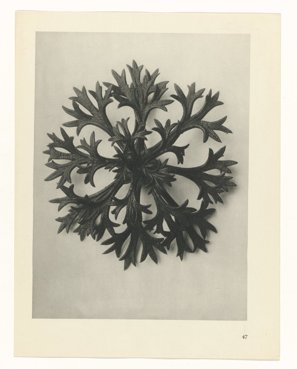 suunnittele tutkimusta Taiteen arkkityypit (sarjan nimi) tekijältä Karl Blossfeldt