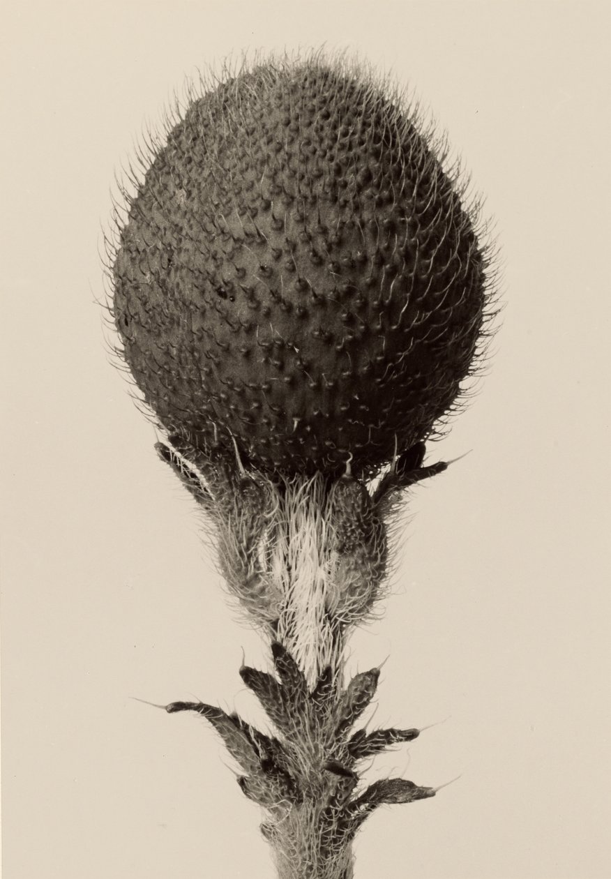 [Piikkisipulikasvi] tekijältä Karl Blossfeldt