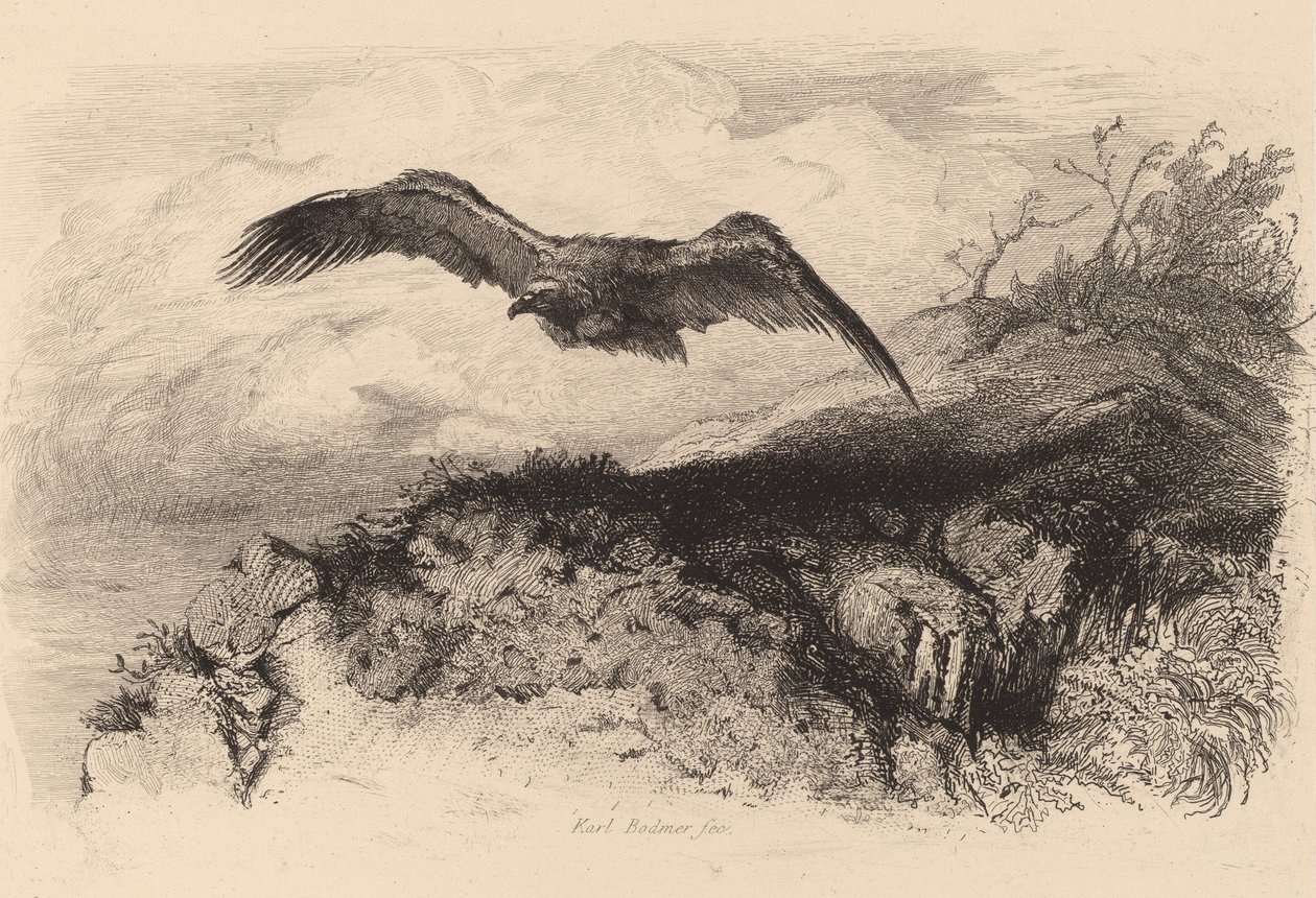 Kotka lennossa. tekijältä Karl Bodmer