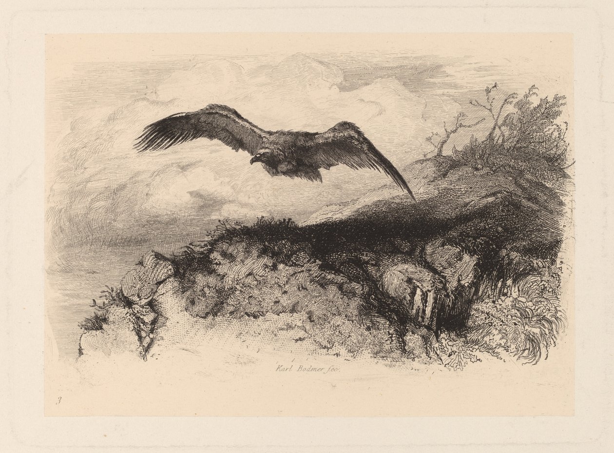 lentävä kotka tekijältä Karl Bodmer