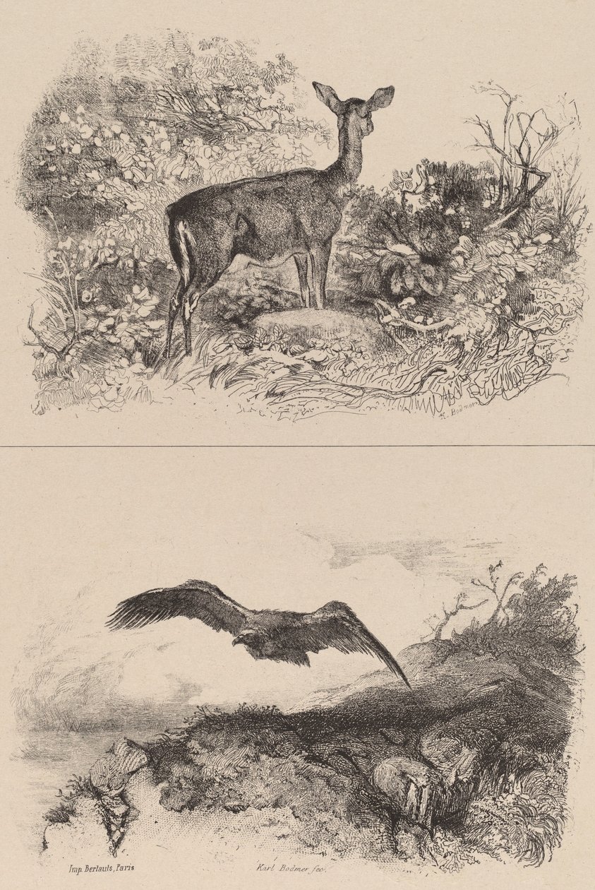 Doe, Eagle. tekijältä Karl Bodmer