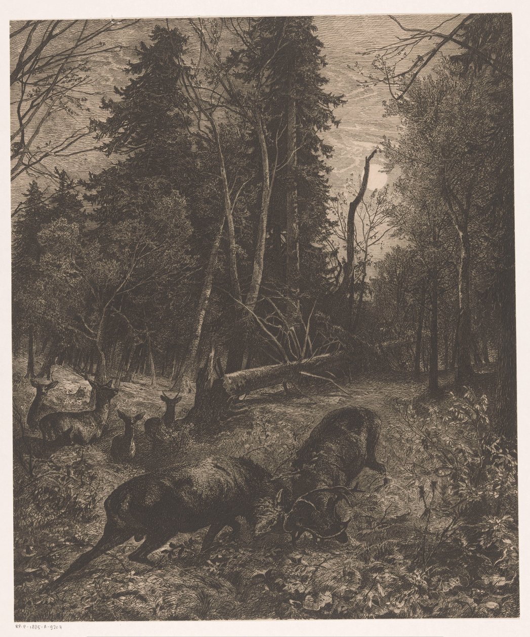 Vista del bosc amb acabat de dos cérvols de lluita tekijältä Karl Bodmer