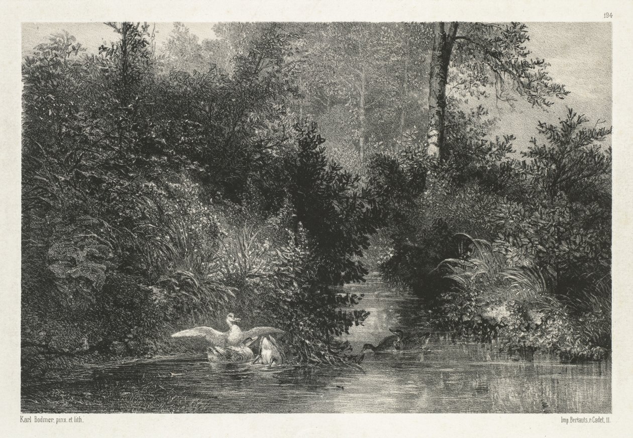 Canards Ducks. tekijältä Karl Bodmer