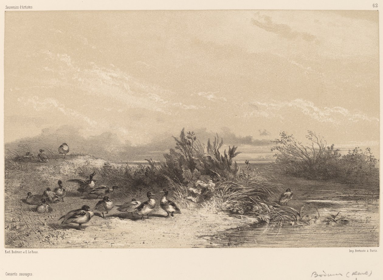 Wild Ducks. tekijältä Karl Bodmer