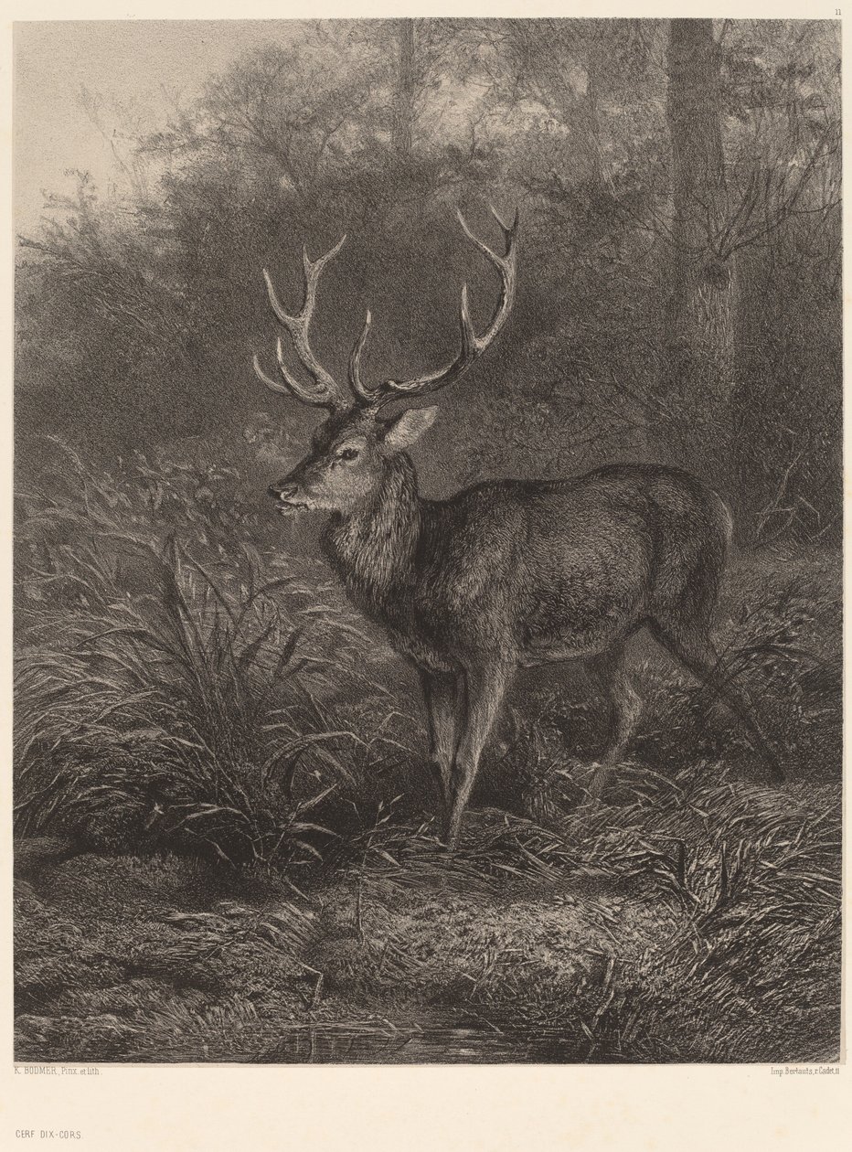 Cerf Dix-Cors. tekijältä Karl Bodmer