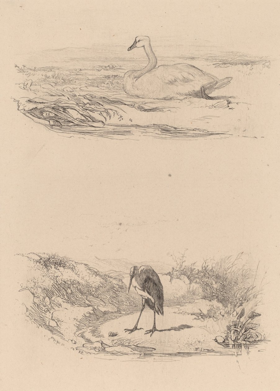 Joutsen, haikara. tekijältä Karl Bodmer