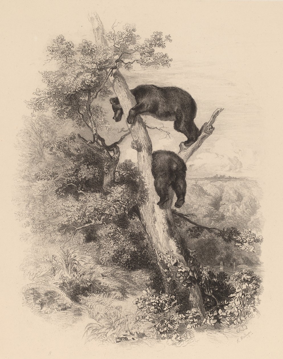 Kaksi karhua. tekijältä Karl Bodmer