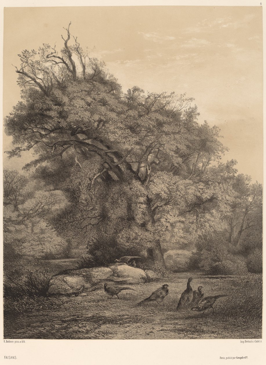 Fasaanit tekijältä Karl Bodmer