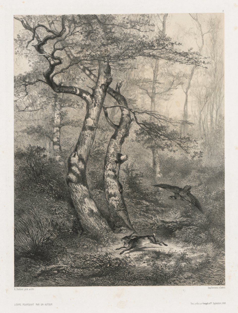 Jänis, jota Goshawk takaa tekijältä Karl Bodmer