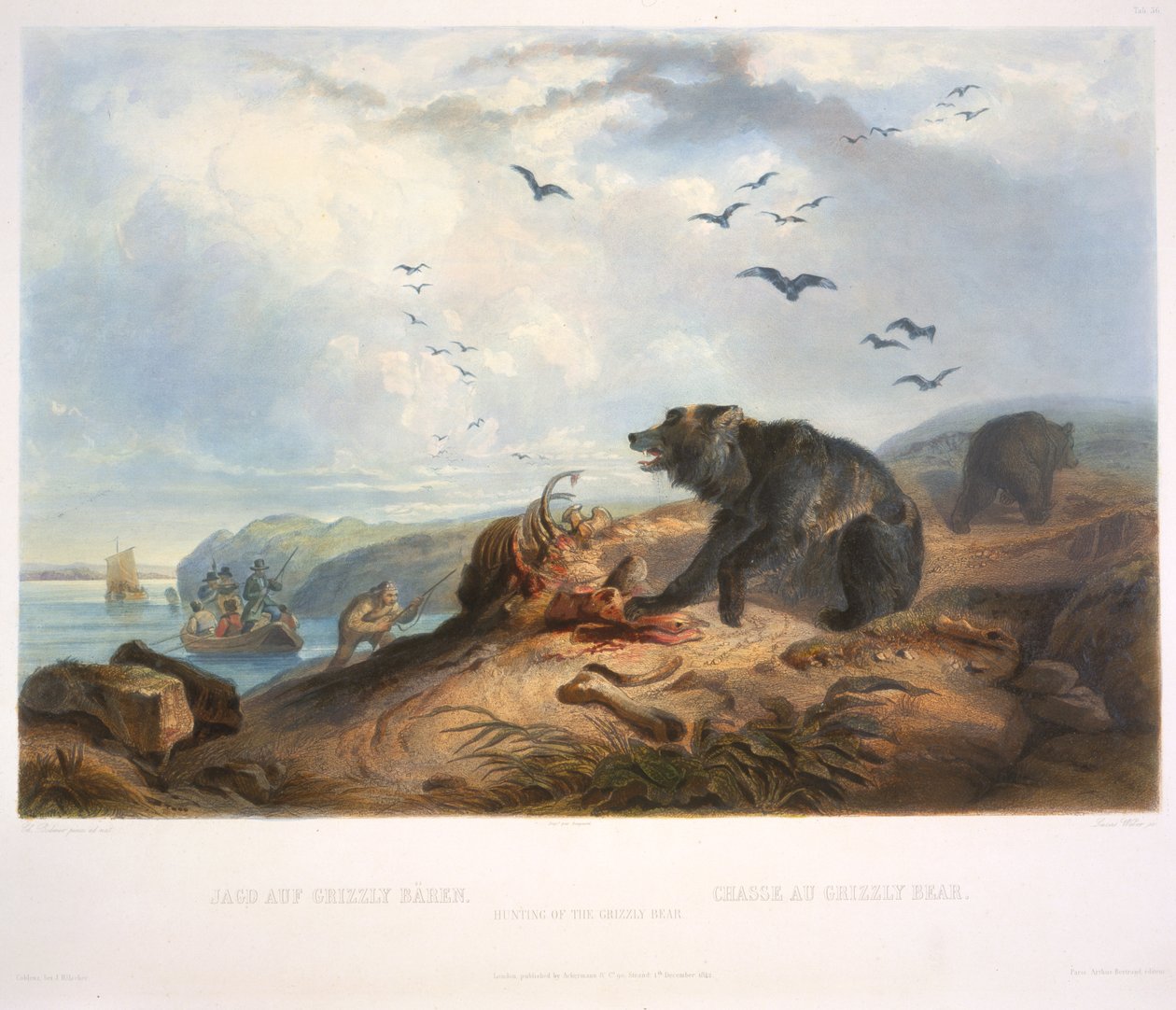 Harmaakarhun metsästys tekijältä Karl Bodmer