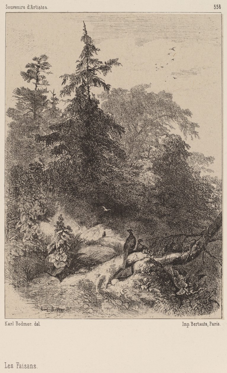 Fasaanit tekijältä Karl Bodmer