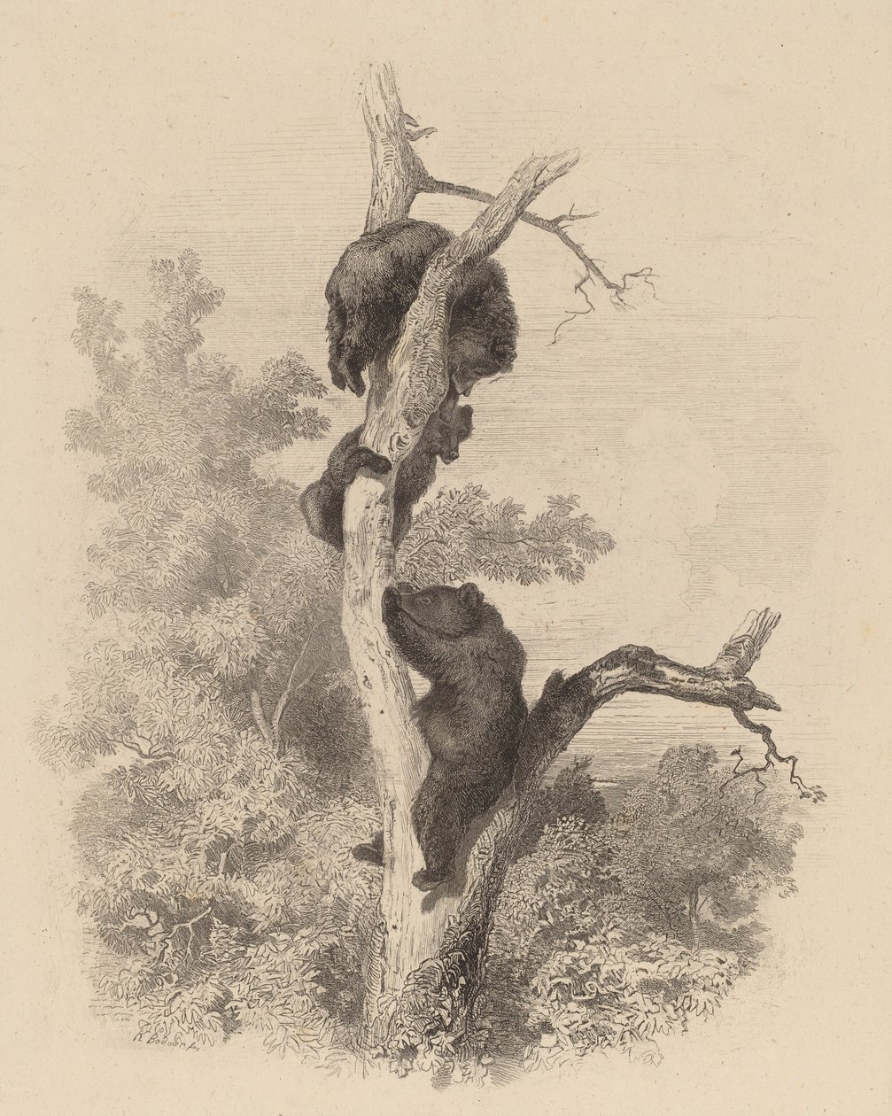 Les Ours The Bears, 18581874. tekijältä Karl Bodmer
