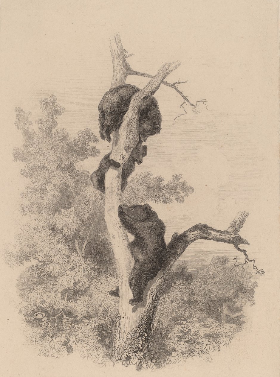 Karhut. tekijältä Karl Bodmer