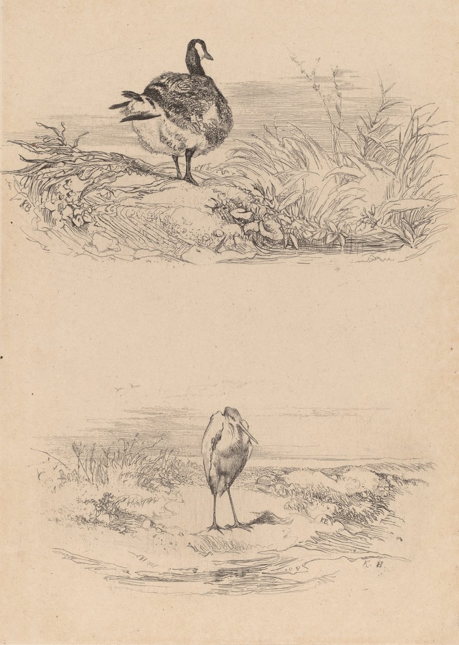 Voi, Heron. tekijältä Karl Bodmer