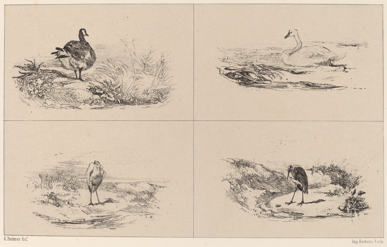 Hanhet, joutsenet, haikarat tekijältä Karl Bodmer